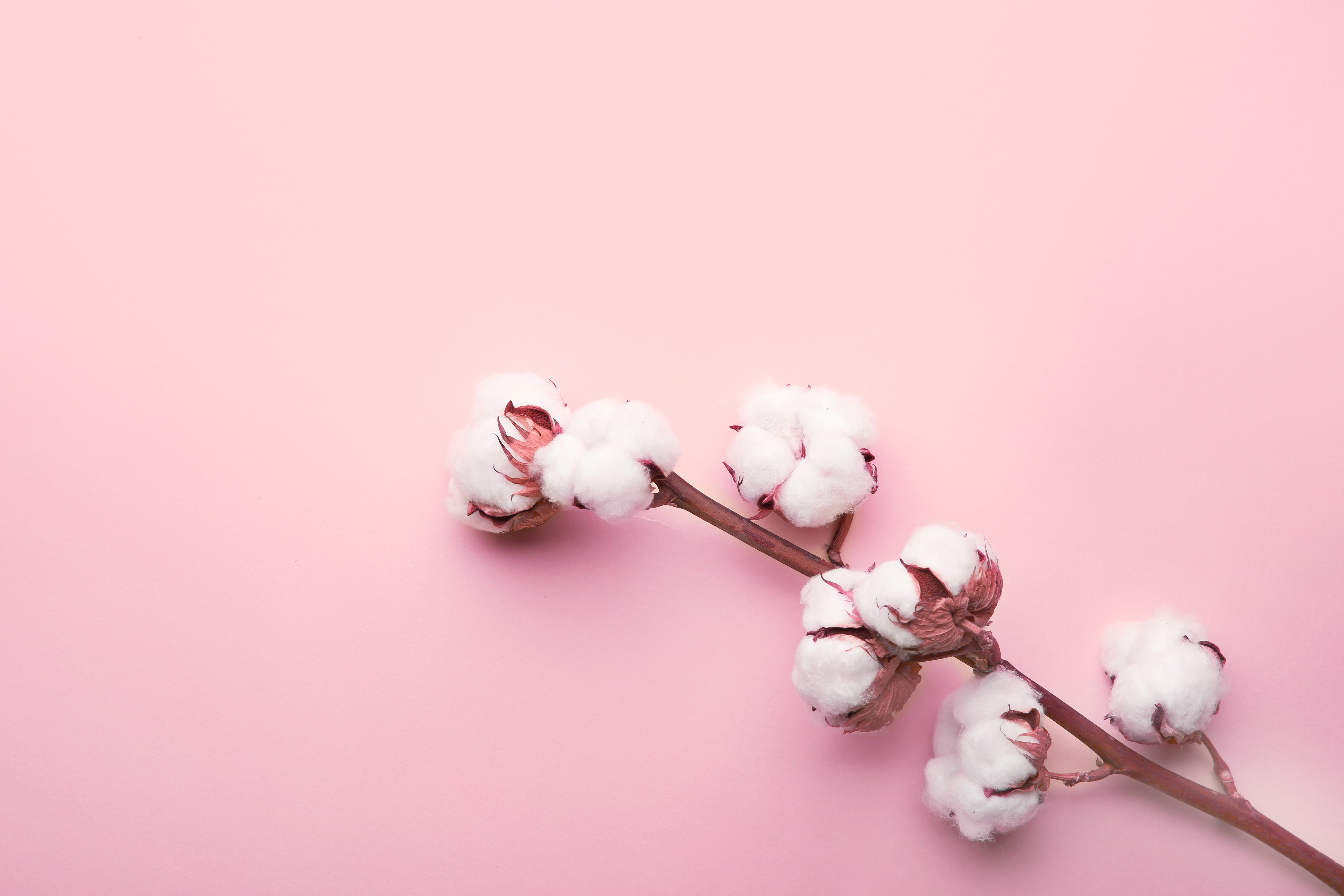 Word of the Week: Cotton