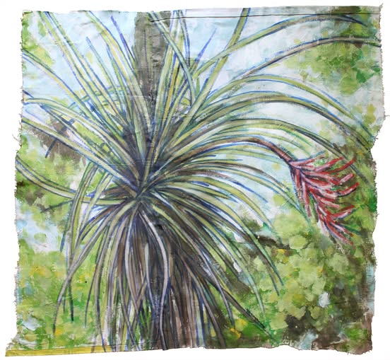 Tillandsia Fasciculata, Caloosahatchee